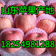 山东藤木苹果价格图片