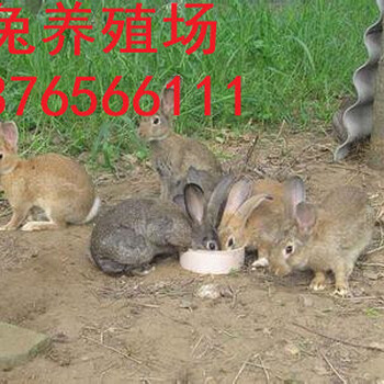 养殖杂交野兔的市场行情，利润分析