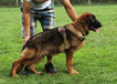csv德国牧羊犬俱乐部：德国牧羊犬幼犬出售