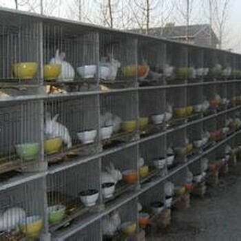 贵州肉兔母兔养殖成本大型肉食兔养殖中心