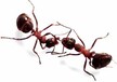潍坊家庭灭蟑螂灭蚂蚁灭鼠杀虫服务消杀公司