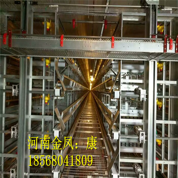 大型自动化养鸡设备——河南金凤鸡笼设备厂家