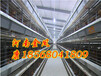 长治层叠式蛋鸡设备金凤鸡笼阶梯式种鸡笼自动养鸡金凤牧业
