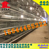 黄石金凤鸡笼自动化养鸡设备G28金凤层叠鸡笼