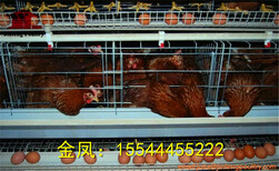 河南金凤养鸡设备8层10万重叠鸡笼设备常州新报道图片4