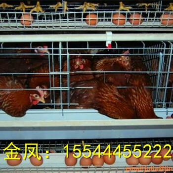 立式鸡笼8层10万只河南金凤养鸡设备榆林生产商