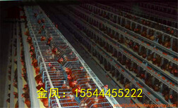 蚌埠市河南金凤鸡笼8层8万全自动养鸡设备产品优势图片2