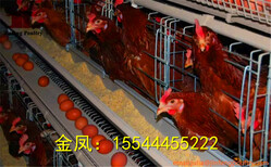 河南金凤养鸡设备8层10万重叠鸡笼设备常州新报道图片1