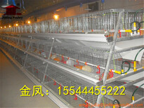 河南金凤养鸡设备8层8万立式鸡笼义乌招商代理图片1