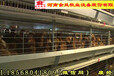 襄樊市西平金凤养鸡设备G28履带清粪鸡笼行业领先