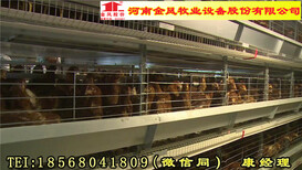 河南金凤养鸡设备8层8万立式鸡笼义乌招商代理图片0