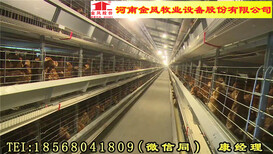 新乡市西平金凤养鸡设备8层8万新型养鸡设备产品质询图片1