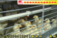 层叠养鸡设备5列10万只河南金凤鸡笼宁波厂家