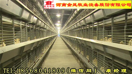 宝鸡市西平金凤养鸡设备8层10万层叠式肉鸡笼联系方式图片5