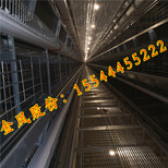 河南金凤养鸡设备8层8万立式鸡笼义乌招商代理图片2