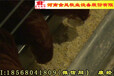 連云港市西平金鳳養雞設備8層8萬種雞籠最新資訊