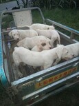 湖北养殖肉狗好项目：小成本，本厂包回收图片2