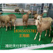 供应新疆塑料羊床新疆羊床漏粪板羊漏粪板价格