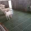 防滑塑料羊用漏糞板羊用高架床塑料羊床規格圖片