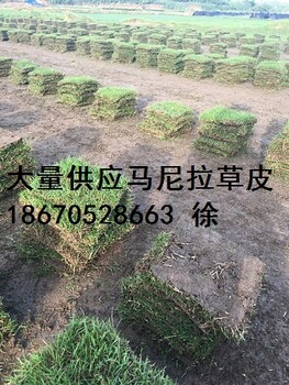 求购马尼拉草皮草坪、湖南马尼拉草坪、湖南草坪、马尼拉草坪批发价、草坪价钱