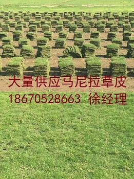 寧德草皮寧德草皮價格馬尼拉草報價-福建馬尼拉草坪-草坪報價