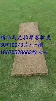 貴陽馬尼拉草皮多少錢一平方？