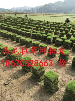馬尼拉草坪新報價馬尼拉草皮批發(fā)價格