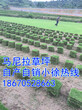 贵州草皮/自产直销绿化价格马尼拉草皮价格图片行情