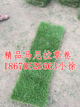 江西馬尼拉草皮馬尼拉草皮報(bào)價(jià)江西馬尼拉草坪價(jià)格