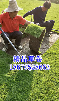 馬尼拉草卷草卷價(jià)格（草卷行情以及圖片）