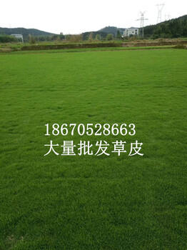 出售馬尼拉草（草塊，草卷及各種綠化草皮）