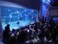 海洋生物展出租报价清单萌宠企鹅展趣味海狮表演租赁