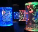 2017创意海洋生物主题活动方案景观海洋展资源租赁图片