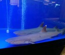 海洋生物科普展出租正规海洋动物乐园巡展海狮租赁