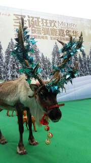 暖场活动驯鹿展览出租活体麋鹿巡展圣诞节美陈道具租赁