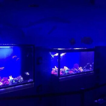 海洋生物展观赏鱼缸出租水族装饰工程报价企鹅海狮租赁