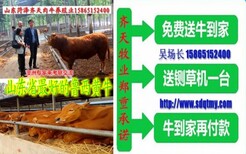 山东省齐天肉牛养殖场供应改良牛小牛苗图片4