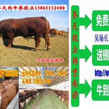 山东肉牛养殖场小牛犊价格4个月的小牛犊多少钱