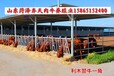 山东省肉牛繁殖基地供应小牛犊