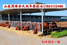 山东省齐天肉牛养殖场供应改良牛小牛苗图片2