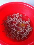 鱼塘饲料膨化机虾饲料膨化机水产养殖浮水膨化机图片5