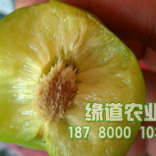 青脆李苗批发,青脆李树苗种植,晚熟青脆李苗多少钱一株图片