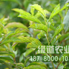 李子树苗价格,李子树苗新品种价格图片
