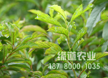 贵州脆红李苗批发,贵州脆红李树苗价格,贵州脆红李苗种植图片3