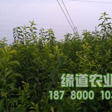 四川脆红李苗批发,四川脆红李树苗价格,四川脆红李苗种植基地图片