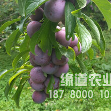 汶川脆红李苗,汶川脆红李树苗,四川汶川脆红李子苗基地图片