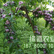 贵州脆红李苗批发,贵州脆红李树苗价格,贵州脆红李苗种植图片