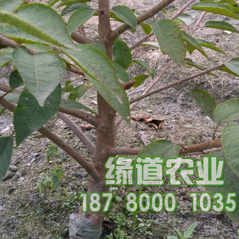 贵州黔西南车厘子树苗批发,贵州车厘子苗种植基地