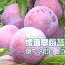 李子树苗种植批发,李子树苗哪里有卖图片