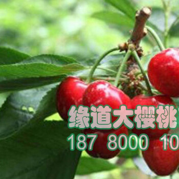 車?yán)遄訕涿?車?yán)遄用鐑r(jià)格,車?yán)遄訕涿缭谀睦锬苜I到